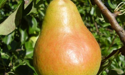 L'OLIVERAIE DU COUDON - POIRE Harrow Sweet 5KG