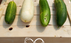 Nature et Saveurs - Ferme Aquaponique et Permacole Astérienne - Concombres variés – au kilo – Nature & Saveurs