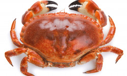 Le Termer - Tourteau vivant 400g - 600g