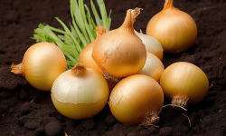 Nature et Saveurs - Ferme Aquaponique et Permacole Astérienne - Oignon jaune – douceur fondante et caractère doré