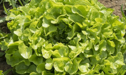 Les Champs Paradis - Salade Feuille de chêne verte