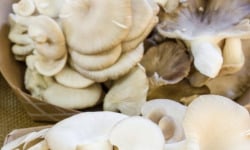 L'OLIVERAIE DU COUDON - CHAMPIGNONS PLEUROTE 2KG