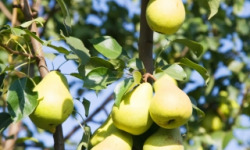 La Boite à Herbes - Poire William bio 3 kg