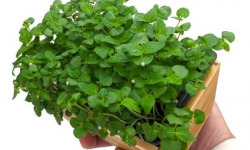 Horssol - Ferme urbaine - Micro-pousse de Shiso vert x4 barquettes