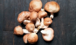 Elevage de Cochons en Forêt et Produits du Terroir Jurassien - [Précommande] Champignons frais SHIITAKE