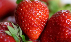 Le Châtaignier - Fraises 500g x 10