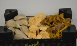 Trapon Champignons - Mélange Forestier 1kg