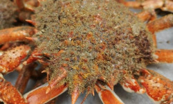 Le Termer - Araignées moussettes vivantes