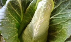 Aux Jardins des Colibris - Chou pointu de printemps à l'unité