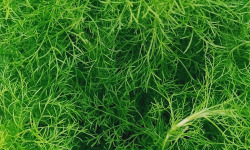 Naturélium - Fenouil sauvage en feuille - botte de 200g