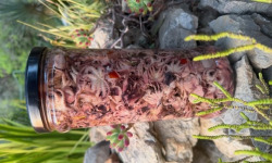 L'OLIVERAIE DU COUDON - SALADE DE PETITS POULPES # SELECTION PRESTIGE  1L5 poids 1350Gr