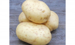 Nature et Saveurs - Ferme Aquaponique et Permacole Astérienne - Pomme de terre Agata - 2Kg