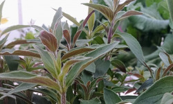 Nature et Saveurs - Ferme Aquaponique et Permacole Astérienne - Menthe Glaciale des Montagnes - 100g