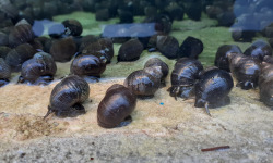 Les Huîtres Chaumard - Bigorneaux vivants calibre gros - 500g