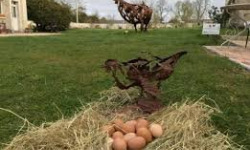 Des Poules et des Vignes à Bourgueil - 18 petits œufs de poules élevés  dans les vignes