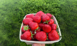 Domaine Reverchon - Fraise Cléry du Vaucluse 500g