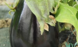 Mon Petit Producteur - Aubergine violette bio Shakira [poids Moyen 350g]+