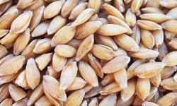 Mon Petit Producteur - Millet décortiqué Bio [vendu Par 500 g]+