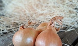 Les Jardins de Gérard - Oignon jaune Bio - 1 kg