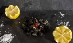 Fine de Cancale - Bigorneaux Gros Cuits - 400g