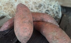 Les Jardins de Gérard - Patate douce Bio - 500 g