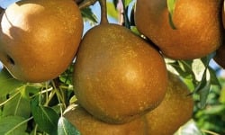L'OLIVERAIE DU COUDON - POIRE 3KG