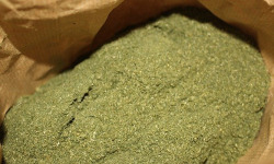 Rébecca les Jolies Fleurs - Matcha de Tilleul