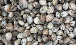 Aquaculture Chez Jaouen - Palourdes 1kg