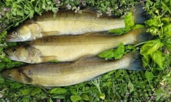 Aquaverdier - Sandre entier vidé écaillé 1,2kg