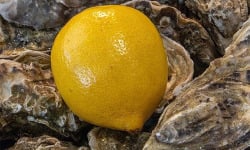 LA BELLE OSTREA - Citron