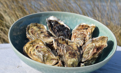 Huître de Normandie - Huîtres Fines No.2 de Normandie, LAFOSSE - 48 Pièces