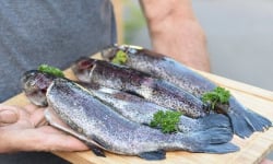 La Truite du Mézenc - Truite arc-en-ciel blanche vidée 220g en lot de 4kg