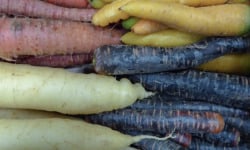 L'OLIVERAIE DU COUDON - Carottes multicolores – 5 kg
