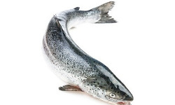 Ma poissonnière - Saumon Entier - Pièce De 5 Kg