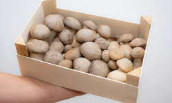 Les Myconautes - Pleurotes panicaut Bio - Cagette 2kg
