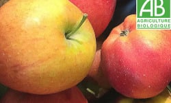 Mon Petit Producteur - Pomme Gala ou Pomme Du Moment Bio - [vendu Par 3 Kg]+