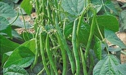 L'OLIVERAIE DU COUDON - Haricots Verts 4KG