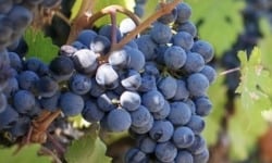 L'OLIVERAIE DU COUDON - RAISIN NOIR PRIMA   5kg