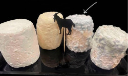 Ferme les Avoineries - Grands chèvres bleu tendre 12+1 offert
