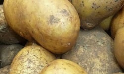 Mon Petit Producteur - Pomme De Terre Bio NOUVELLE MAIWEN - Variété À Chair Tendre [vendu Par 2.5 Kg]+