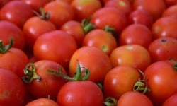 Nature et Saveurs - Ferme Aquaponique et Permacole Astérienne - Tomate cerise rouge - 250g