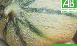 Mon Petit Producteur - Melon Céleste Bio x 2 [ Poids Moyen 1100 kg ]+