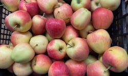 L'OLIVERAIE DU COUDON - POMMES 6KG ( gala ou equivalent )