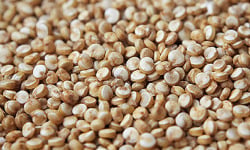 Mon Petit Producteur - Quinoa Bio [vendu Par 1 Kg]+