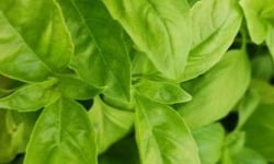 Mon Petit Producteur - Basilic vert bio en botte