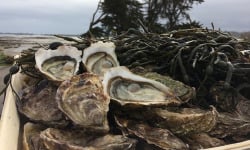 Les Huîtres Chaumard - Huîtres De Paimpol  N°2 - Bourriche De 36 Pièces (3 Douzaines)