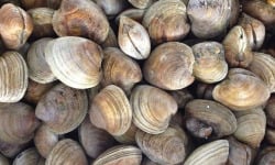 Saint Kerber - Cancale - Clams petit 3kg