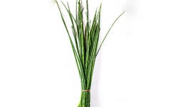 Les Herbes du Roussillon - Ciboulette Fraîche