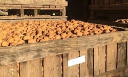 La Noyeraie des Borderies - NOIX BIO Gros Calibre (32+) PROMO 10 kg !!  RÉCOLTE 2025