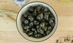 La Criée d'à Côté - Bigorneaux Vivants - 1 Kg